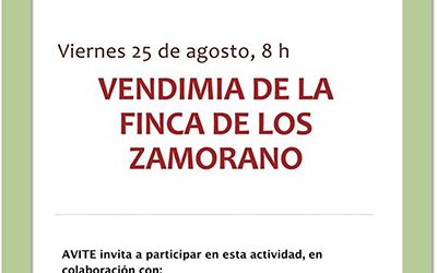 La Asociación Vitivinícola de Tegueste (AVITE) llevará a cabo este viernes la vendimia en la Finca Los Zamorano
