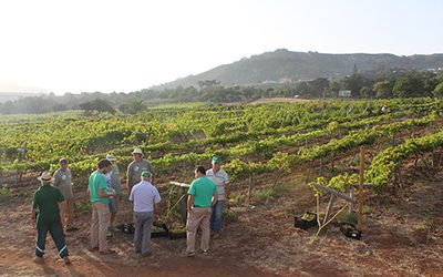 La Asociación Vitivinícola de Tegueste (AVITE) y el PFAE “AgroEmplea Tegueste” vinificará diferentes variedades de uva de la Finca Los Zamorano