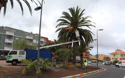 El Ayuntamiento de Tegueste inicia una campaña de poda en altura de palmeras y árboles en diferentes zonas de la Villa