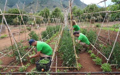 El Ayuntamiento de Tegueste reparte alimentos cultivados en la Finca Los Zamorano entre familias con escasos recursos