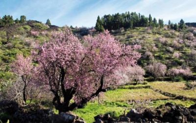 La Oficina de Turismo ha abierto el plazo de inscripción para la Ruta «Almendros en Flor. Santiago del Teide»