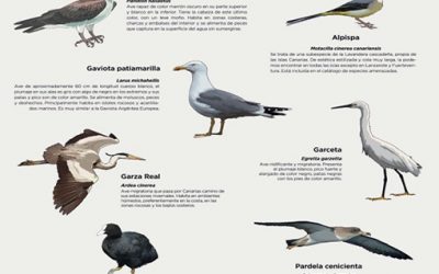 Abierto el plazo de inscripción para la Ruta “Ornitología por Tegueste»