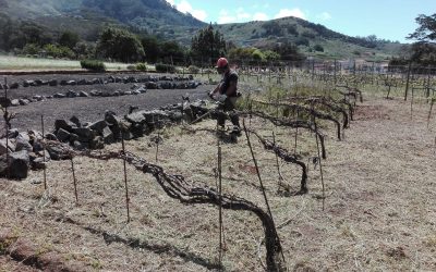 El PFAE Agroemplea Tegueste 2018 y AVITE ejecutan trabajos de mantenimiento en Los Zamorano