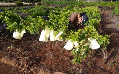 El PFAE Agroemplea Tegueste 2018 y AVITE ‘protegen’ la viña en la Finca Los Zamorano