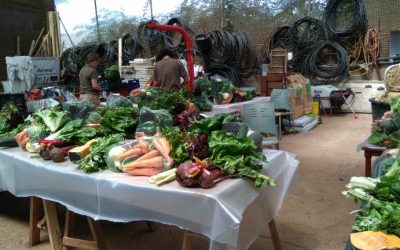 El PFAE Agroemplea Tegueste 2018 reparte unos 700 kilos de alimentos para las familias teguesteras